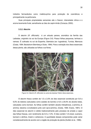 30
indústria farmacêutica como matéria-prima para produção de cosméticos e
principalmente na perfumaria.
Suas principais propriedades sensoriais são o frescor, intensidade cítrica e o
aroma levemente frutal, semelhante ao óleo de capim-limão (Corazza, 2002).
3.3.2. Alecrim
O alecrim (R. officinalis) é um arbusto perene, aromático da família das
Labiadas, originário do sul da Europa (Figura 3.6). Possui folhas pequenas, lenhoso e
ramoso. É cultivado no sul da Espanha, Dalmácia (ex- Iugoslávia), Tunísia, Marrocos
(Costa, 1994; Beckstrom-Sternberg e Duke, 1994). Para a extração dos óleos essenciais
dessa planta, são utilizadas as folhas e as flores.
Figura 3.6. Alecrim (R. officinalis) na usina da empresa Tekton óleos essenciais.
O alecrim fresco contém de 1,0 a 2,0% de óleo essencial constituído por 0,8 a
6,0% de ésteres (calculados como acetato de bornilo) e 8,0 a 20,0% de alcoóis totais,
calculados como borneol. As folhas contêm também alcoóis triterpênicos, α-amirina, β-
amirina, betulina e β-sitosterol junto com epi-α-amirina, (Costa, 1994; Evans, 1991). O
óleo essencial do alecrim é obtido tradicionalmente pelo processo de arraste a vapor
das folhas frescas, com rendimento de 0,5 a 1,5%. O óleo contém 1,8 cineol, α-pineno,
borneol e cânfora, linalol e verbenona. A quantidade desses componentes pode variar
consideravelmente de acordo com a região de produção da planta (Guillen et al., 1996).
 