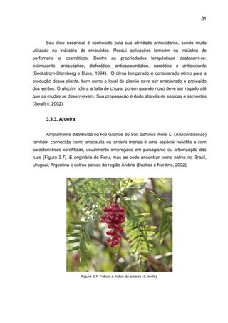 31
Seu óleo essencial é conhecido pela sua atividade antioxidante, sendo muito
utilizado na indústria de embutidos. Possui aplicações também na indústria de
perfumaria e cosméticos. Dentre as propriedades terapêuticas destacam-se:
estimulante, antisséptico, diaforético, antiespasmódico, narcótico e antioxidante
(Beckstrom-Sternberg e Duke, 1994). O clima temperado é considerado ótimo para a
produção dessa planta, bem como o local de plantio deve ser ensolarado e protegido
dos ventos. O alecrim tolera a falta de chuva, porém quando novo deve ser regado até
que as mudas se desenvolvam. Sua propagação é dada através de estacas e sementes
(Serafini, 2002).
3.3.3. Aroeira
Amplamente distribuída no Rio Grande do Sul, Schinus molle L. (Anacardiaceae)
também conhecida como anacauita ou aroeira mansa é uma espécie heliófita e com
características xerofíticas, usualmente empregada em paisagismo ou arborização das
ruas (Figura 3.7). É originária do Peru, mas se pode encontrar como nativa no Brasil,
Uruguai, Argentina e outros países da região Andina (Backes e Nardino, 2002).
Figura 3.7. Folhas e frutos da aroeira (S.molle).
 
