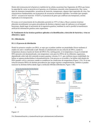 Dentro del cromosoma de la bacteria (y también de las células eucariotas) hay fragmentos de DNA que tienen
la capacidad de variar su posición en el genoma, en el fenómeno conocido como transposición. Hay varios
tipos de elementos transponibles: secuencias de inserción, transposones, algunos tipos especiales de virus. Sus
características fundamentales son la presencia de secuencias terminales repetidas e invertidas (por ejemplo:
ACCG− secuencia de inserción −CGGT) y la presencia de genes que codifican una transposasa, enzima
implicada en la transposición.

El avance en el conocimiento de los plásmidos permitió en 1973 a Cohen y Boyer construir el primer
plásmido recombinante (con genes procedentes de distintos orígenes) capaz de replicarse en un huésped
bacteriano, dando lugar al nacimiento de la ingeniería genética, mediante la cual es posible la transferencia
artificial de información genética entre organismos.

II. Fundamento de las técnicas genéticas aplicadas a la identificación y detección de bacterias y virus en
alimentos y aguas

II.1. Hibridación

II.1.1. El proceso de hibridación

Desde los primeros estudios con DNA, se supo que se podían cambiar sus propiedades físicas mediante el
empleo de calor o modificando el pH. Durante el calentamiento de una solución de DNA, cuando la
temperatura alcanza el punto de fusión del DNA (Tm, melting point, es la temperatura a la que la mitad del
DNA presente está desnaturalizado; esta temperatura varía para los DNAs de los diferentes organismos,
dependiendo sobre todo del contenido en pares guanina−citosina, G−C, que confieren mayor estabilidad), las
hebras se separan produciéndose la desnaturalización. Este proceso es reversible y las hebras individuales de
DNA pueden volver a asociarse cuando se restablecen las condiciones de temperatura (Figura 1.5A). Si en una
solución tenemos DNAs de distintas procedencias que tengan regiones complementarias, también se pueden
reasociar las distintas hebras dando lugar a moléculas híbridas (hibridación; Figura 1.5B).




Figura 1.5

5A, Desnaturalización y renaturalización por calentamiento/enfriamiento


                                                                                                                4
 