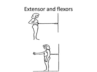 Extensor and flexors
 