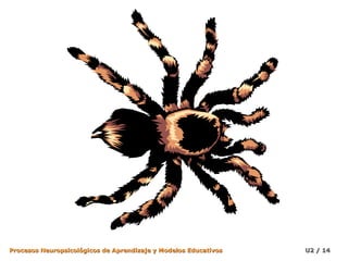 Procesos Neuropsicológicos de Aprendizaje y Modelos Educativos

U2 / 14

 