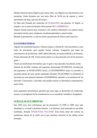 Muchas bacterias tienen flagelos, pero nunca cilios. Los flagelos son muy distintos a los
eucariotas. Están formados por una única fibra de 10-20 nm de espesor y varios
micrómetros de largo, que nace de la base.
La fibra está formada por moléculas de FLAGELINA, una proteína. El flagelo va
rotando y así se mueve la bacteria. Otras poseen PILI o FIMBRINAS.
Algunas forman esporas muy resistentes a los cambios ambientales. Las esporas tienen
una región nuclear, poco citoplasma, membrana plasmática y pared celular.
Durante la germinación, se activan ciertos mecanismos de síntesis antes inactivos.
C) CIANOBACTERIAS:
Algunos las consideran bacterias. Liberan oxígeno y utilizan H2. Son unicelulares, como
todas las procariotas, pero pueden formar colonias. Comparten casi todas las
características de las bacterias, ADN, doble helicoide, sin núcleo definido y sin histonas.
Poseen ribosomas de 70S. Tienen pared celular y es muy parecida a las de las bacterias
gram +.
Tienen un metabolismo fotosintético que es igual o muy parecido a las plantas verdes.
Además de clorofila, contiene otro pigmento denominado FICOBILINA, formada por
dos pigmentos, la FICOCIANINA (azul) y la FICOERITRINA (roja). La clorofila se
encuentra dentro de unos sáculos aplastados llamados TILACOIDES. La ficobilina se
encuentra en unos gránulos llamados CIANOSOMAS, adosados a la membrana de los
tilacoides. Cianosomas y tilacoides sólo pueden realizar la fotosíntesis conjuntamente,
nunca solos.
Estos pigmentos fotosintéticos permiten que estas algas se desarrollen en condiciones
escasas. La cloroplastos de las cianobacterias no se consideran verdaderos cloroplastos.
3.CÉLULAS EUCARIOTAS:
Son 1000 veces más voluminosas que las procariotas. El ADN es 1000 veces más
abundantes y va unido a proteínas histonas y no histonas. Está encerrado en una doble
membrana, llamada ENVOLTURA NUCLEAR. Ésta forma parte del sistema de
membranas interno de la célula con el que mantiene conexión en las células recién
formadas.
 