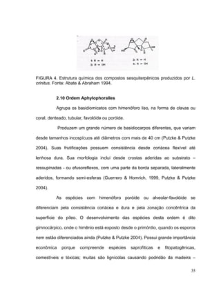 FIGURA 4. Estrutura química dos compostos sesquiterpênicos produzidos por L.
crinitus. Fonte: Abate & Abraham 1994.


          2.10 Ordem Aphylophoralles

          Agrupa os basidiomicetos com himenóforo liso, na forma de clavas ou

coral, denteado, tubular, favolóide ou poróide.

            Produzem um grande número de basidiocarpos diferentes, que variam

desde tamanhos incospícuos até diâmetros com mais de 40 cm (Putzke & Putzke

2004). Suas frutificações possuem consistência desde coriácea flexível até

lenhosa dura. Sua morfologia inclui desde crostas aderidas ao substrato –

ressupinadas - ou efusoreflexos, com uma parte da borda separada, lateralmente

aderidos, formando semi-esferas (Guerrero & Homrich, 1999, Putzke & Putzke

2004).

          As espécies com himenóforo poróide ou alveolar-favolóide se

diferenciam pela consistência coriácea e dura e pela zonação concêntrica da

superfície do píleo. O desenvolvimento das espécies desta ordem é dito

gimnocárpico, onde o himênio está exposto desde o primórdio, quando os esporos

nem estão diferenciados ainda (Putzke & Putzke 2004). Possui grande importância

econômica    porque    compreende     espécies    saprofíticas   e   fitopatogênicas,

comestíveis e tóxicas; muitas são lignícolas causando podridão da madeira –


                                                                                  35
 