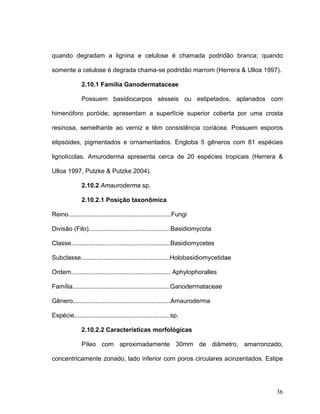 quando degradam a lignina e celulose é chamada podridão branca; quando

somente a celulose é degrada chama-se podridão marrom (Herrera & Ulloa 1997).

               2.10.1 Família Ganodermataceae

               Possuem basidiocarpos sésseis ou estipetados, aplanados com

himenóforo poróide; apresentam a superfície superior coberta por uma crosta

resinosa, semelhante ao verniz e têm consistência coriácea. Possuem esporos

elipsóides, pigmentados e ornamentados. Engloba 5 gêneros com 81 espécies

lignolícolas. Amuroderma apresenta cerca de 20 espécies tropicais (Herrera &

Ulloa 1997, Putzke & Putzke 2004).

               2.10.2 Amauroderma sp.

               2.10.2.1 Posição taxonômica

Reino...........................................................Fungi

Divisão (Filo)...............................................Basidiomycota

Classe.........................................................Basidiomycetes

Subclasse...................................................Holobasidiomycetidae

Ordem......................................................... Aphylophoralles

Família........................................................Ganodermataceae

Gênero........................................................Amauroderma

Espécie.......................................................sp.

               2.10.2.2 Características morfológicas

               Píleo com aproximadamente 30mm de diâmetro, amarronzado,

concentricamente zonado, lado inferior com poros circulares acinzentados. Estipe




                                                                                   36
 