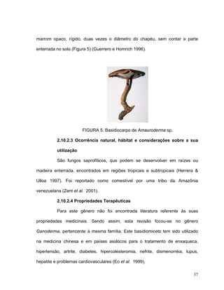 marrom opaco, rígido, duas vezes o diâmetro do chapéu, sem contar a parte

enterrada no solo (Figura 5) (Guerrero e Homrich 1996).




                       FIGURA 5. Basidiocarpo de Amauroderma sp.

          2.10.2.3 Ocorrência natural, hábitat e considerações sobre a sua

          utilização

          São fungos saprofíticos, que podem se desenvolver em raízes ou

madeira enterrada, encontrados em regiões tropicais e subtropicais (Herrera &

Ulloa 1997). Foi reportado como comestível por uma tribo da Amazônia

venezuelana (Zent et al. 2001).

          2.10.2.4 Propriedades Terapêuticas

          Para este gênero não foi encontrada literatura referente às suas

propriedades medicinais. Sendo assim, esta revisão focou-se no gênero

Ganoderma, pertencente à mesma família. Este basidiomiceto tem sido utilizado

na medicina chinesa e em países asiáticos para o tratamento de enxaqueca,

hipertensão, artrite, diabetes, hipercolesteromia, nefrite, dismenorréia, lupus,

hepatite e problemas cardiovasculares (Eo et al. 1999).

                                                                             37
 