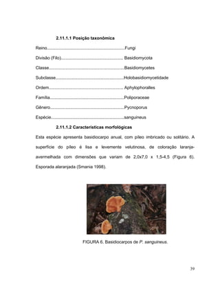 2.11.1.1 Posição taxonômica

Reino.................................................................Fungi

Divisão (Filo).................................................... Basidiomycota

Classe...............................................................Basidiomycetes

Subclasse.........................................................Holobasidiomycetidade

Ordem.............................................................. Aphylophoralles

Família..............................................................Poliporaceae

Gênero..............................................................Pycnoporus

Espécie.............................................................sanguineus

               2.11.1.2 Características morfológicas

Esta espécie apresenta basidiocarpo anual, com píleo imbricado ou solitário. A

superfície do píleo é lisa e levemente velutinosa, de coloração laranja-

avermelhada com dimensões que variam de 2,0x7,0 x 1,5-4,5 (Figura 6).

Esporada alaranjada (Smania 1998).




                                   FIGURA 6. Basidiocarpos de P. sanguineus.




                                                                                          39
 