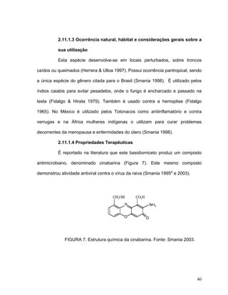 2.11.1.3 Ocorrência natural, hábitat e considerações gerais sobre a

          sua utilização

          Esta espécie desenvolve-se em locais perturbados, sobre troncos

caídos ou queimados (Herrera & Ulloa 1997). Possui ocorrência pantropical, sendo

a única espécie do gênero citada para o Brasil (Smania 1998). É utilizado pelos

índios caiabis para evitar pesadelos, onde o fungo é encharcado e passado na

testa (Fidalgo & Hirata 1979). Também é usado contra a hemoptise (Fidalgo

1965). No México é utilizado pelos Totonacos como antiinflamatório e contra

verrugas e na África mulheres indígenas o utilizam para curar problemas

decorrentes da menopausa e enfermidades do útero (Smania 1998).

          2.11.1.4 Propriedades Terapêuticas

          É reportado na literatura que este basidiomiceto produz um composto

antimicrobiano, denominado cinabarina (Figura 7). Este mesmo composto

demonstrou atividade antiviral contra o vírus da raiva (Smania 1995a e 2003).




             FIGURA 7. Estrutura química da cinabarina. Fonte: Smania 2003.




                                                                                40
 