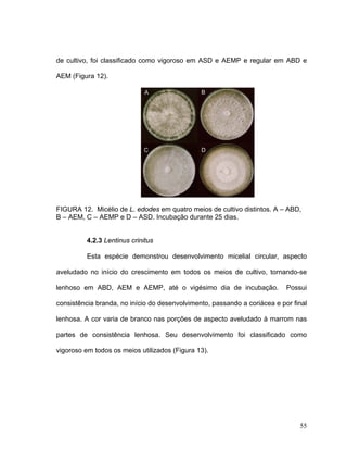de cultivo, foi classificado como vigoroso em ASD e AEMP e regular em ABD e

AEM (Figura 12).




FIGURA 12. Micélio de L. edodes em quatro meios de cultivo distintos. A – ABD,
B – AEM, C – AEMP e D – ASD. Incubação durante 25 dias.


          4.2.3 Lentinus crinitus

          Esta espécie demonstrou desenvolvimento micelial circular, aspecto

aveludado no início do crescimento em todos os meios de cultivo, tornando-se

lenhoso em ABD, AEM e AEMP, até o vigésimo dia de incubação.               Possui

consistência branda, no início do desenvolvimento, passando a coriácea e por final

lenhosa. A cor varia de branco nas porções de aspecto aveludado à marrom nas

partes de consistência lenhosa. Seu desenvolvimento foi classificado como

vigoroso em todos os meios utilizados (Figura 13).




                                                                               55
 