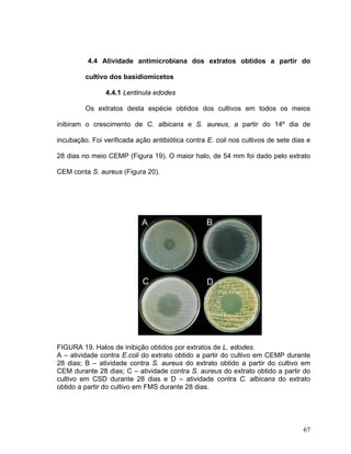 4.4 Atividade antimicrobiana dos extratos obtidos a partir do

         cultivo dos basidiomicetos

                4.4.1 Lentinula edodes

         Os extratos desta espécie obtidos dos cultivos em todos os meios

inibiram o crescimento de C. albicans e S. aureus, a partir do 14º dia de

incubação. Foi verificada ação antibiótica contra E. coli nos cultivos de sete dias e

28 dias no meio CEMP (Figura 19). O maior halo, de 54 mm foi dado pelo extrato

CEM conta S. aureus (Figura 20).




FIGURA 19. Halos de inibição obtidos por extratos de L. edodes.
A – atividade contra E.coli do extrato obtido a partir do cultivo em CEMP durante
28 dias; B – atividade contra S. aureus do extrato obtido a partir do cultivo em
CEM durante 28 dias; C – atividade contra S. aureus do extrato obtido a partir do
cultivo em CSD durante 28 dias e D – atividade contra C. albicans do extrato
obtido a partir do cultivo em FMS durante 28 dias.




                                                                                  67
 
