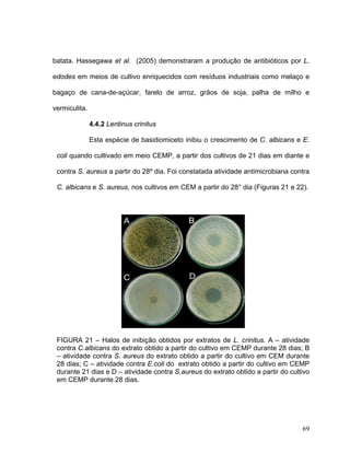 batata. Hassegawa et al. (2005) demonstraram a produção de antibióticos por L.

edodes em meios de cultivo enriquecidos com resíduos industriais como melaço e

bagaço de cana-de-açúcar, farelo de arroz, grãos de soja, palha de milho e

vermiculita.

               4.4.2 Lentinus crinitus

               Esta espécie de basidiomiceto inibiu o crescimento de C. albicans e E.

 coli quando cultivado em meio CEMP, a partir dos cultivos de 21 dias em diante e

 contra S. aureus a partir do 28º dia. Foi constatada atividade antimicrobiana contra

 C. albicans e S. aureus, nos cultivos em CEM a partir do 28° dia (Figuras 21 e 22).




 FIGURA 21 – Halos de inibição obtidos por extratos de L. crinitus. A – atividade
 contra C.albicans do extrato obtido a partir do cultivo em CEMP durante 28 dias; B
 – atividade contra S. aureus do extrato obtido a partir do cultivo em CEM durante
 28 dias; C – atividade contra E.coli do extrato obtido a partir do cultivo em CEMP
 durante 21 dias e D – atividade contra S.aureus do extrato obtido a partir do cultivo
 em CEMP durante 28 dias.




                                                                                   69
 
