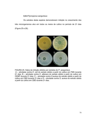 4.4.4 Pycnoporus sanguineus

          Os extratos desta espécie demonstraram inibição no crescimento dos

três microrganismos alvo em todos os meios de cultivo no período de 21 dias

(Figura 25 e 26).




FIGURA 25. Halos de inibição obtidos por extratos de P. sanguineus.
 A – atividade contra E. coli do extrato obtido a partir do cultivo em FMS durante
21 dias; B – atividade contra C. albicans do extrato obtido a partir do cultivo em
CEMP durante 21 dias; C – atividade contra S.aureus do extrato obtido a partir do
cultivo em CBD durante 21 dias e D – atividade contra S. aureus do extrato obtido
a partir do cultivo em CBD durante 21 dias.




                                                                               74
 