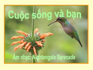 Cuộc sống và bạn Âm nhạc: Nightengale Serenade 