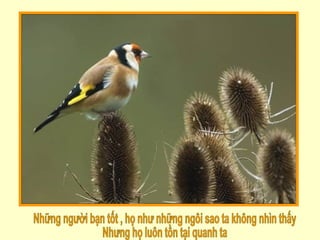 Những người bạn tốt , họ như những ngôi sao ta không nhìn thấy Nhưng họ luôn tồn tại quanh ta 