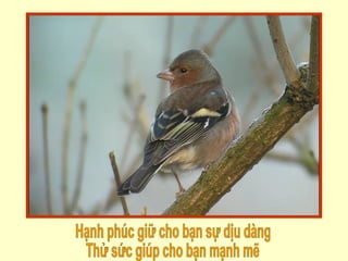 Hạnh phúc giữ cho bạn sự dịu dàng Thử sức giúp cho bạn mạnh mẽ 