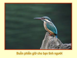 Buồn phiền giữ cho bạn tình người 
