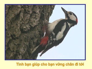 Tình bạn giúp cho bạn vững chân đi tới 