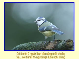 Có ít nhất 2 người bạn sẵn sàng chết cho họ Và ...có ít nhất 15 người bạn luôn nghĩ tới họ 