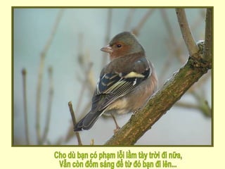 Cho dù bạn có phạm lỗi lầm tày trời đi nữa, Vẫn còn đốm sáng để từ đó bạn đi lên... 