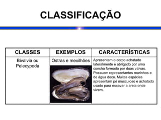 CLASSIFICAÇÃO
CLASSES EXEMPLOS CARACTERÍSTICAS
Bivalvia ou
Pelecypoda
Ostras e mexilhões Apresentam o corpo achatado
lateralmente e abrigado por uma
concha formada por duas valvas.
Possuem representantes marinhos e
de água doce. Muitas espécies
apresentam pé musculoso e achatado
usado para escavar a areia onde
vivem.
 