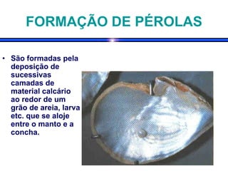 FORMAÇÃO DE PÉROLAS
• São formadas pela
deposição de
sucessivas
camadas de
material calcário
ao redor de um
grão de areia, larva
etc. que se aloje
entre o manto e a
concha.
 