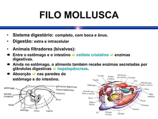 FILO MOLLUSCA
• Sistema digestório: completo, com boca e ânus.
• Digestão: extra e intracelular
• Animais filtradores (bivalvos):
 Entre o estômago e o intestino  estilete cristalino  enzimas
digestivas.
 Ainda no estômago, o alimento também recebe enzimas secretadas por
glândulas digestivas  hepatopâncreas.
 Absorção  nas paredes do
estômago e do intestino.
 