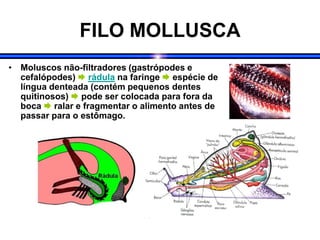 FILO MOLLUSCA
• Moluscos não-filtradores (gastrópodes e
cefalópodes)  rádula na faringe  espécie de
língua denteada (contém pequenos dentes
quitinosos)  pode ser colocada para fora da
boca  ralar e fragmentar o alimento antes de
passar para o estômago.
 