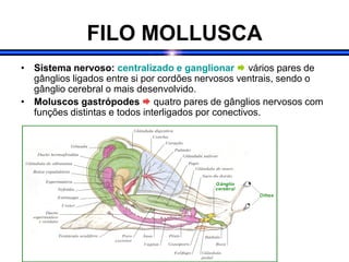 FILO MOLLUSCA
• Sistema nervoso: centralizado e ganglionar  vários pares de
gânglios ligados entre si por cordões nervosos ventrais, sendo o
gânglio cerebral o mais desenvolvido.
• Moluscos gastrópodes  quatro pares de gânglios nervosos com
funções distintas e todos interligados por conectivos.
 