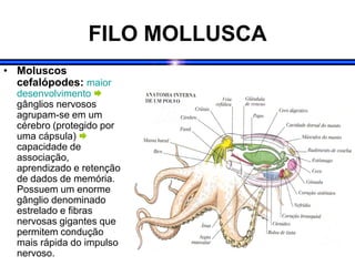 FILO MOLLUSCA
• Moluscos
cefalópodes: maior
desenvolvimento 
gânglios nervosos
agrupam-se em um
cérebro (protegido por
uma cápsula) 
capacidade de
associação,
aprendizado e retenção
de dados de memória.
Possuem um enorme
gânglio denominado
estrelado e fibras
nervosas gigantes que
permitem condução
mais rápida do impulso
nervoso.
 