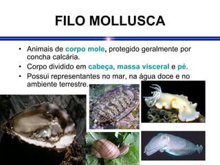 FILO MOLLUSCA
• Animais de corpo mole, protegido geralmente por
concha calcária.
• Corpo dividido em cabeça, massa visceral e pé.
• Possui representantes no mar, na água doce e no
ambiente terrestre.
 