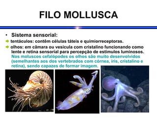 FILO MOLLUSCA
• Sistema sensorial:
 tentáculos: contêm células táteis e quimiorreceptoras.
 olhos: em câmara ou vesícula com cristalino funcionando como
lente e retina sensorial para percepção de estímulos luminosos.
Nos moluscos cefalópodes os olhos são muito desenvolvidos
(semelhantes aos dos vertebrados com córnea, íris, cristalino e
retina), sendo capazes de formar imagem.
 