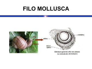 FILO MOLLUSCA
 