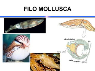 FILO MOLLUSCA
 