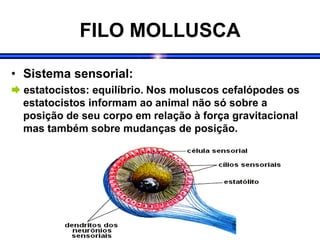 FILO MOLLUSCA
• Sistema sensorial:
 estatocistos: equilíbrio. Nos moluscos cefalópodes os
estatocistos informam ao animal não só sobre a
posição de seu corpo em relação à força gravitacional
mas também sobre mudanças de posição.
 