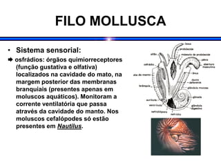 FILO MOLLUSCA
• Sistema sensorial:
 osfrádios: órgãos quimiorreceptores
(função gustativa e olfativa)
localizados na cavidade do mato, na
margem posterior das membranas
branquiais (presentes apenas em
moluscos aquáticos). Monitoram a
corrente ventilatória que passa
através da cavidade do manto. Nos
moluscos cefalópodes só estão
presentes em Nautilus.
 
