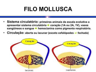 FILO MOLLUSCA
• Sistema circulatório: primeiros animais da escala evolutiva a
apresentar sistema circulatório  coração (1A ou 2A, 1V), vasos
sangüíneos e sangue  hemocianina como pigmento respiratório.
• Circulação: aberta ou lacunar (exceto cefalópodes  fechada)
 