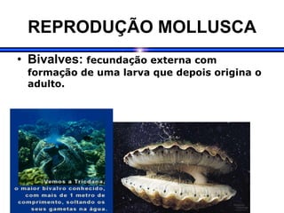 REPRODUÇÃO MOLLUSCA
• Bivalves: fecundação externa com
formação de uma larva que depois origina o
adulto.
 