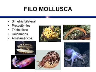 FILO MOLLUSCA
• Simetria bilateral
• Protostômios
• Triblásticos
• Celomados
• Ametaméricos
 