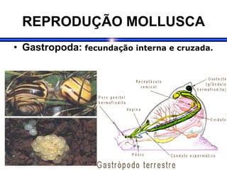 REPRODUÇÃO MOLLUSCA
• Gastropoda: fecundação interna e cruzada.
 
