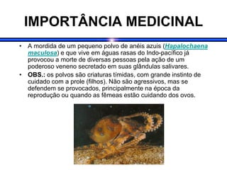 IMPORTÂNCIA MEDICINAL
• A mordida de um pequeno polvo de anéis azuis (Hapalochaena
maculosa) e que vive em águas rasas do Indo-pacífico já
provocou a morte de diversas pessoas pela ação de um
poderoso veneno secretado em suas glândulas salivares.
• OBS.: os polvos são criaturas tímidas, com grande instinto de
cuidado com a prole (filhos). Não são agressivos, mas se
defendem se provocados, principalmente na época da
reprodução ou quando as fêmeas estão cuidando dos ovos.
 