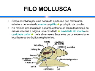FILO MOLLUSCA
• Corpo envolvido por uma dobra da epiderme que forma uma
estrutura denominada manto ou pálio  produção da concha.
• Na maioria dos moluscos o manto estende-se além dos limites da
massa visceral e origina uma cavidade  cavidade do manto ou
cavidade palial  nela abrem-se o ânus e os poros excretores e
localizam-se os órgãos respiratórios.
 