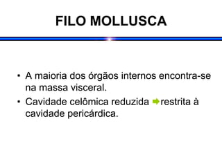 FILO MOLLUSCA
• A maioria dos órgãos internos encontra-se
na massa visceral.
• Cavidade celômica reduzida restrita à
cavidade pericárdica.
 