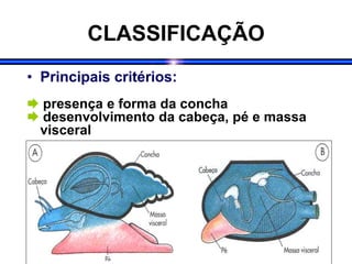 CLASSIFICAÇÃO
• Principais critérios:
 presença e forma da concha
 desenvolvimento da cabeça, pé e massa
visceral
 