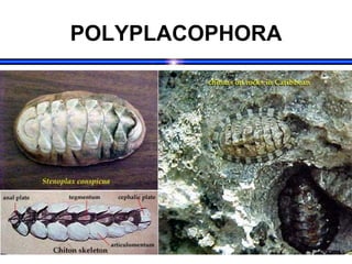 POLYPLACOPHORA
 