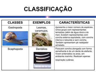 CLASSIFICAÇÃO
CLASSES EXEMPLOS CARACTERÍSTICAS
Gastropoda Lesmas,
caramujos,
caracóis
Apresenta o maior número de espécies.
Único grupo com representantes
terrestres (além de água doce e do
mar). Existem representantes com
concha externa espiralada, com concha
interna e reduzida e sem concha.
Também apresentam pé rastejador
achatado.
Scaphopoda Dentálios Possuem concha alongada com forma
semelhante à de um dente de elefante.
Vivem enterrados na areia, em
ambiente marinho. Realizam apenas
respiração cutânea.
 