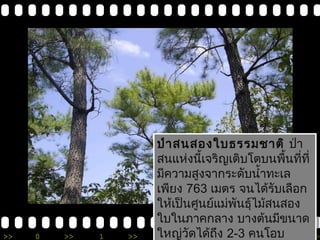 ป่าสนสองใบธรรมชาติ ป่า 
สนแห่งนี้เจริญเติบโตบนพื้นที่ที่ 
มีความสูงจากระดับนำ้าทะเล 
เพียง 763 เมตร จนได้รับเลือก 
ให้เป็นศูนย์แม่พันธุ์ไม้สนสอง 
ใบในภาคกลาง บางต้นมขีนาด 
ใหญ่วัดได้ถึง 2-3 คนโอบ 
ป่าสนสองใบธรรมชาติ ป่า 
สนแห่งนี้เจริญเติบโตบนพื้นที่ที่ 
มีความสูงจากระดับนำ้าทะเล 
เพียง 763 เมตร จนได้รับเลือก 
ให้เป็นศูนย์แม่พันธุ์ไม้สนสอง 
ใบในภาคกลาง บางต้นมขีนาด 
ใหญ่วัดได้ถงึ 2-3 คนโอบ 
>> 0 >> 1 >> 2 >> 3 >> 4 >> 
 