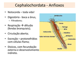 Cephalochordata - Anfioxos
• Notocorda – toda vida!
• Digestório - boca a ânus,
– Filtradores;
• Respiração  difusão
(fendas branquiais);
• Circulação aberta;
• Excreção – protonefrídios
com células-flama;
• Dioicos, com fecundação
externa e desenvolvimento
indireto.
 