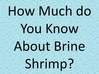 How Much do You Know About Brine Shrimp? 
