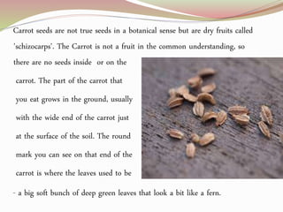 Carrot seeds are not true seeds in a botanical sense but are dry fruits called
'schizocarps'. The Carrot is not a fruit in the common understanding, so
there are no seeds inside or on the
carrot. The part of the carrot that
you eat grows in the ground, usually
with the wide end of the carrot just
at the surface of the soil. The round
mark you can see on that end of the
carrot is where the leaves used to be
- a big soft bunch of deep green leaves that look a bit like a fern.
 