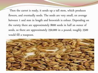 Then the carrot is ready, it sends up a tall stem, which produces
flowers, and eventually seeds. The seeds are very small, on average
between 1 and mm in length and brownish is colour. Depending on
the variety there are approximately 8000 seeds in half an ounce of
seeds, so there are approximately 250,000 in a pound, roughly 2500
would fill a teaspoon.
 
