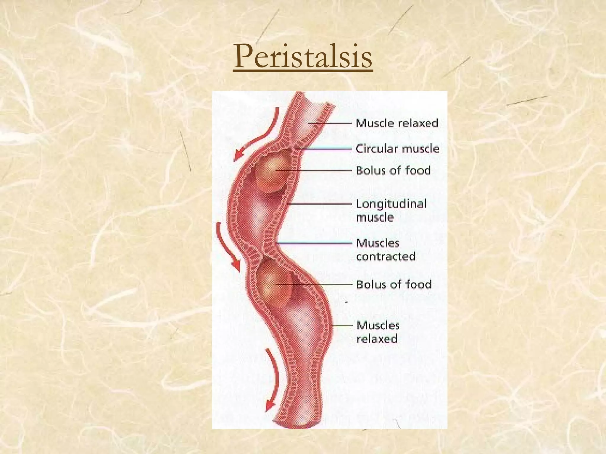 Peristalsis
 